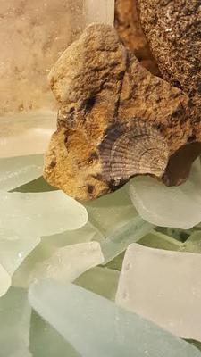 Fossil and Beach Glass - Chesapeake Bay History and Mystery