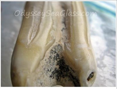 Sea Animal Ivory?