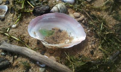 Green sea glass sleeping in a shell