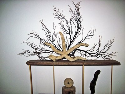 Top shelf Coral and Starfish