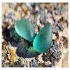 sea glass photo gallery