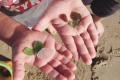 California Sea Glass