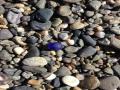 sea glass photo contest gallery