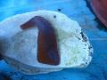 Sea Glass Texas Beaches