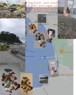 Days Bay Beach, Wellington, New Zealand Sea Glass