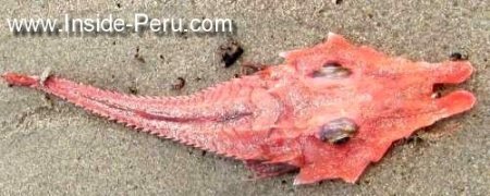 strange fish on beach organos