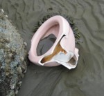 Sea Glass Dump Beach Toilet