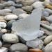 sea glass photo contest gallery