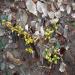 Sea Glass Beach Dump