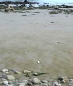 Sea Glass Dump Beach Toilet