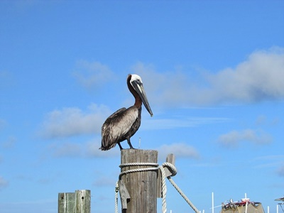 Alabama, Gulf Shores, Beach, shore birds