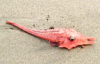 Strange fish on Peru beach