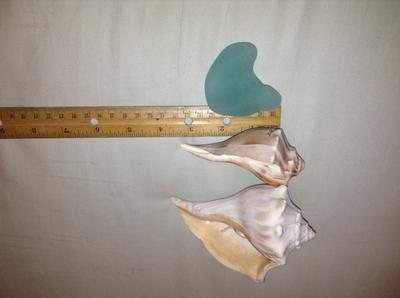 Horizontal Sea Glass - Ruler - Conch Shells