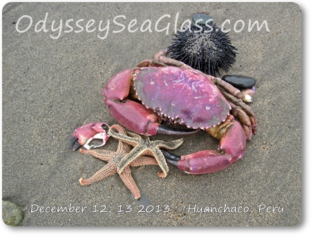 crab_starfish_huanchaco_beach_peru