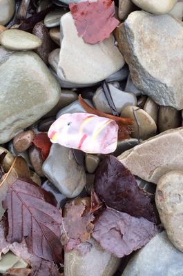 sea glass photo contest gallery