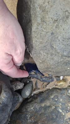 Culburra beach glass