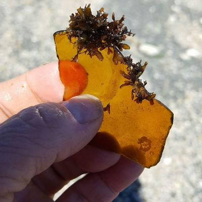 Washington Sea Glass