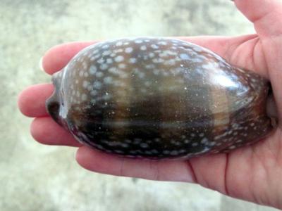 Punta Velero Peru Cowrie Shell