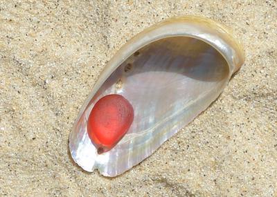 Red Sea Glass in a Seashell