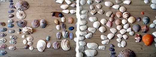 Collection of seashells in Los Organos