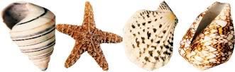 shells-and-starfish