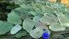 Sea Glass - Fairy Bower, Shelley beach, Manly