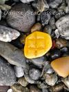 Sea Glass Beach, Washington prized orange