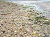 Gross and beautiful - Dead Horse Bay, New York - Sea Glass Report