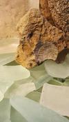Fossil and Beach Glass - Chesapeake Bay History and Mystery