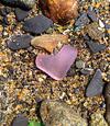 Purple Heart - July 2013 Sea Glass Photo Contest