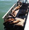 Sea Lions on Wharf Deck, Santa Cruz, California