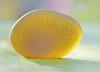 Sea Glass looks golden-yellow when held to light