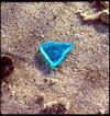 Treasure on Secret Beach - Sea Glass Photo Contest