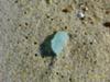 Sea Glass