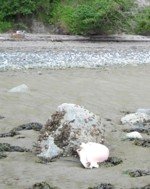 Sea Glass Dump Beach Toilet