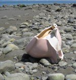 Sea Glass Dump Beach Toilet