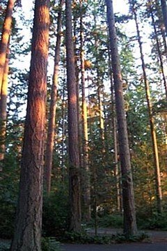 Bow, Washington, forest