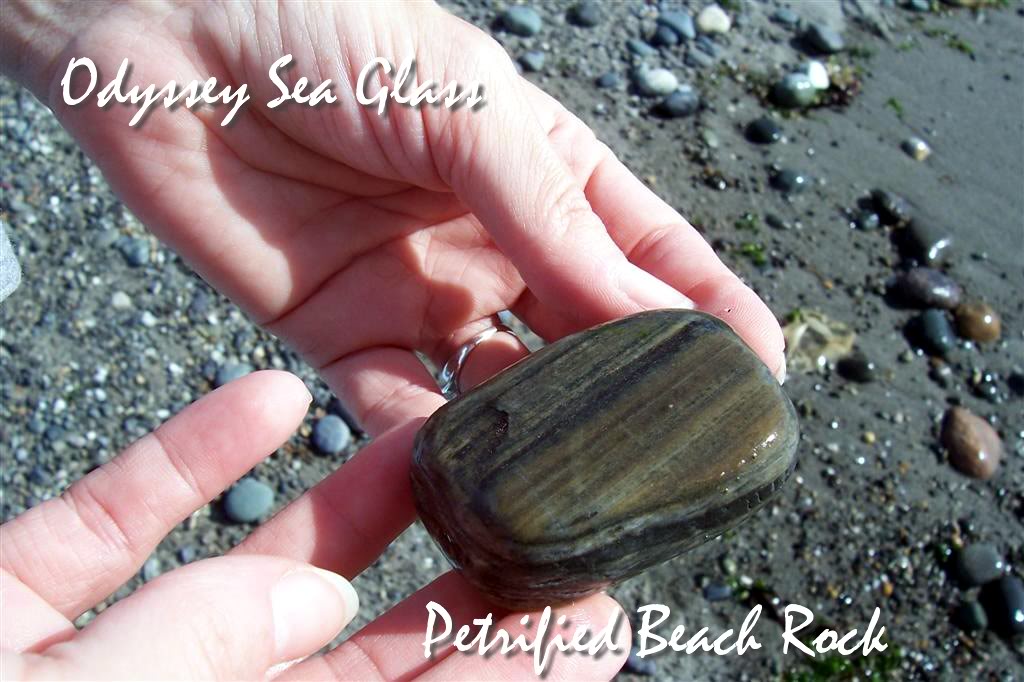 Petrified Wood Whidbey Island Beach Summer