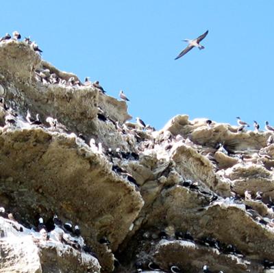 Blue-footed Booby and Peruvian Booby Rookery