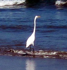 Great Egret in Surf, Peru