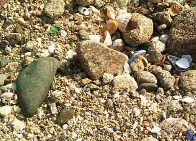 Beach - Shells, Sea Glass, Pottery
