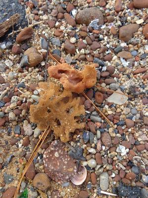 Typical conglomerate of bits and pieces - Frankston Beach