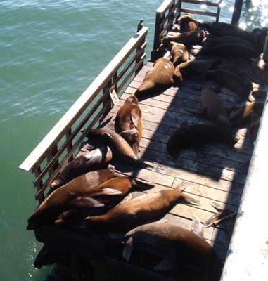 Sea Lions on Wharf Deck, Santa Cruz, California
