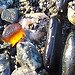 Amber Sea Glass