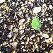 Lime green Sea Glass