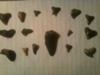 some of the shark teeth found- theres 16 in this picture