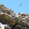 Blue-footed Booby and Peruvian Booby Rookery