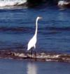 Great Egret in Surf, Peru