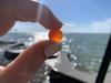 Orange/red marble found on a beach off Lake Erie. 