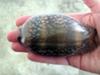 Punta Velero Peru Cowrie Shell